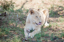 White Lion Eating Meat Off A Bone