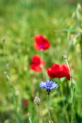  Field of red poppy flower and cornflowers on spring meadow. Poppies are herbaceous plants, notable as an agricultural weed. Also call corn poppy