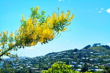 Gorgeous Branch Of Gorse Shrub Blossom Against Magnificent Blue Sky And Distant Suburb On Green Slopes Of Mountain In Wellington, New Zealand.