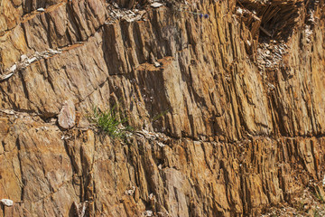 The stone rock is brown slate. Natural texture in natural light.