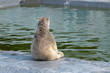 Funny polar white bear cub sitting and looking at water