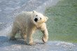 Polar white bear cub shakes off water
