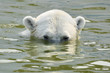 A polar white bear swimming