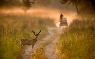 Wall Mural - Spotted Deer, Axis axis,  Dhikala, Jim Corbett National Park, Uttrakhand, India