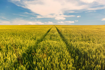 Scenic view at beautiful summer day in a wheaten shiny field with golden wheat and sun rays, deep blue cloudy sky and road, rows leading far away, valley landscape