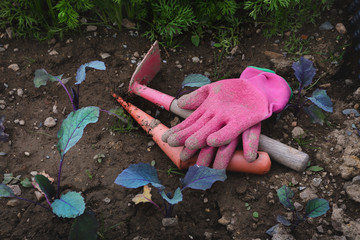 Gardening tools on soil background with vegetables and pink gloves, gardening concept.