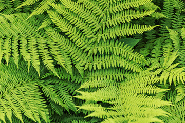 Wall Mural - Background from green leaves of fern. Summer time.