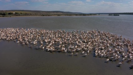 Poster - Pelican colony at Besalma lake in Moldova