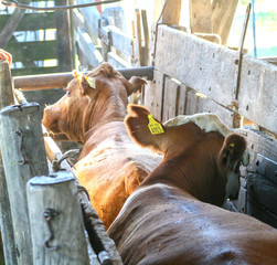 Wall Mural - Cows in the corral, separating them for vaccination and marking. 