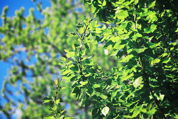 Bright spring greens at dawn in the forest. Nature comes to life in early spring.