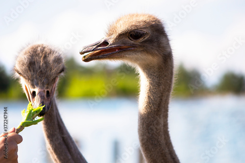 Fotografía funny ostrich on a family farm in the village in summer