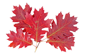 Wall Mural - Red autumn leaf oak isolated on white background