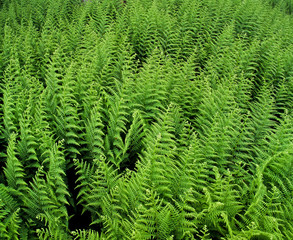 Green ferns filling the frame on the forest floor.