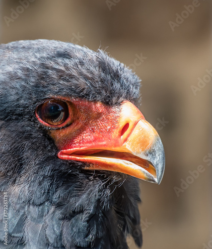 Cuadros en Lienzo Close-up on the head of a Savannah Bateleur