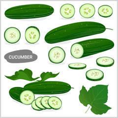 Wall Mural - Set of fresh cucumber in various style, vector format