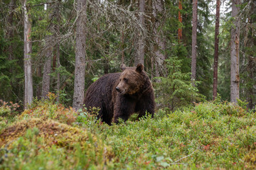 Wall Mural - Large carnivore Brown bear, Ursus arctos wandering around and looking for food in a summery Finnish taiga forest, Northern Europe. 