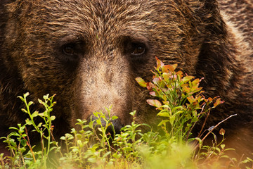 Wall Mural - Sincere eyes of a large predator Brown bear, Ursus arctos in Finnish taiga forest during summer, Northern Europe. 