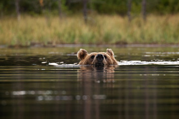 Wall Mural - Large carnivore Brown bear, Ursus arctos swimming in a summery bog lake in Northern Finland near Kuhmo. 