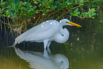 Wall Mural - Great Egret in the Shadows