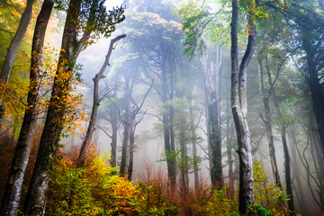 Autumn landscape in La Fageda de Grevolosa park in Barcelona, Catalonia