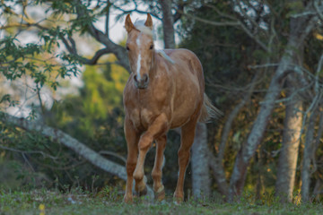 Naklejka na meble Potro Quarto de Milha
