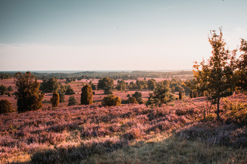 Wall Mural - Beautiful summer blooming heath landscape on a colorful sunset evening with calm light and panorama views. Idyllic nature scene. Lüneburger Heide, Lüneburg Heath in Lower Saxony, Germany