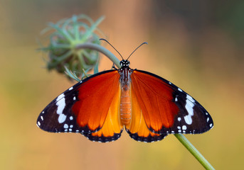 Monarch, Danaus plexippus is a milkweed butterfly (subfamily Danainae) in the family Nymphalidae butterfly in nature habitat.