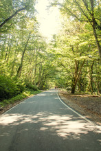 We Drive Along An Empty Paved Road With White Markings, Passing Through A Mixed Forest With Pines And Trees With Green Foliage On A Sunny Summer Day. The Sun's Rays Are Visible On The Asphalt