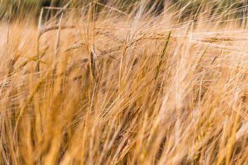 ears of wheat are swaying in the wind, a field of rye