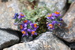 Violette kleine Blume zwischen Steinen.