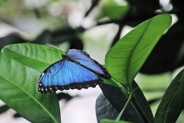 Wall Mural - butterfly on a leaf