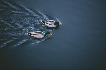 Two Ducks Swimming in Still Dark Blue Ocean