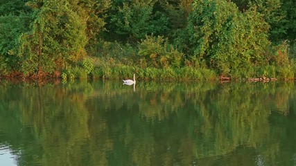 Canvas Print - White swan on a lake