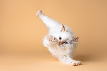 White Siberian Kitten