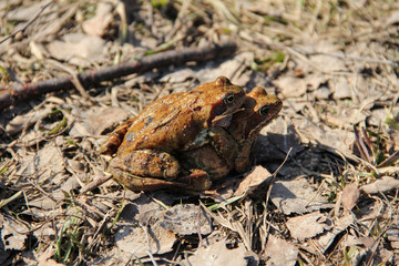 the mating season in the swamp toad. two abas on the road. brown wild animals, close-up species. hot