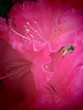 canvas print picture - pinke Blüte