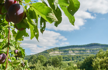 Wall Mural - Several ripe plums (Prunus domestica) and green leaves with holes, hill in the background. Germany, Swabian Alb.