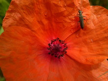 Close Up Of Oppy Flower (Papaver Rhoeas) - Raindrops And A Bug On A Poppy Flower Red Petals