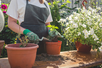 Gardening Girl replanting green pasture in home garden Workplace home among plants in the home garden ,agriculture, the concept of freelance, work at home, a cozy place, slow life, mood