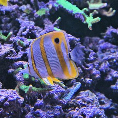 Wall Mural - clown fish in aquarium