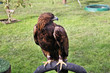 A close up of a Golden Eagle