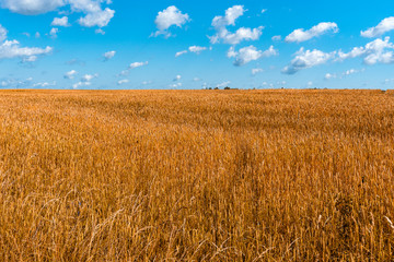 Field of barley in a summer day. Harvesting period.