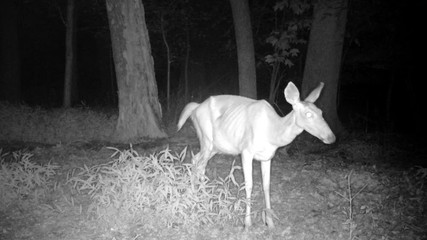 Wall Mural - wild female deer at night