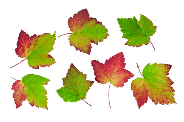 Wall Mural - Colorful fall leaves of black currant isolated on a white background.