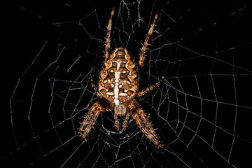Wall Mural - Spider on the web. Garden cross spider (Araneus diadematus). 