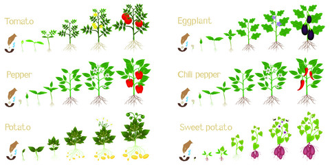 Canvas Print - Set of growth cycles of vegetable crops on a white background.