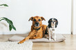 © Sophia Hsin/Stocksy - Big brown dog and small spotted dog in apartment