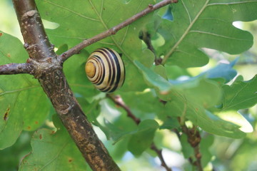 Escargot in snail house hiding at oak leaf in the shadow