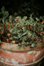 Hortensia Plant In Old Clay Pot In Garden In Autumn