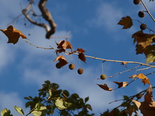 Sycamore Leaves And Seed Pods Against A Blue Sky With Scattered Clouds.